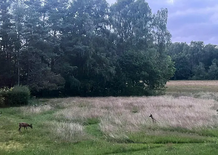 Idyllic With Forest View Ebeltoft